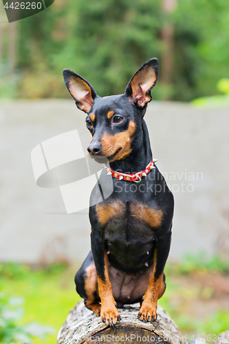 Image of Portrait of a miniature pinscher dog