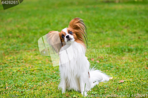 Image of Portrait of a papillon purebreed dog