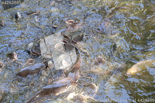 Image of Catfish in the pond