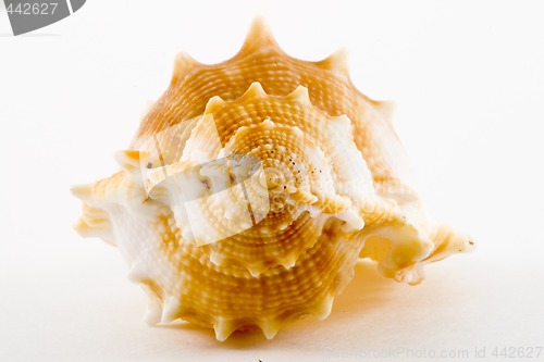 Image of Conch