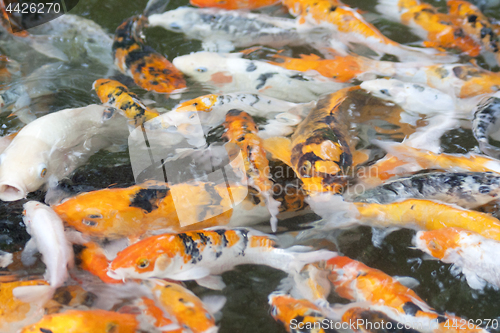 Image of goldfish in the pond