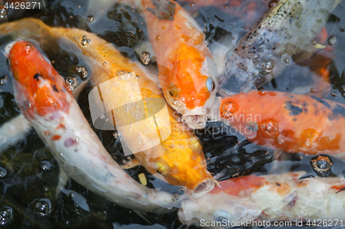 Image of goldfish in the pond