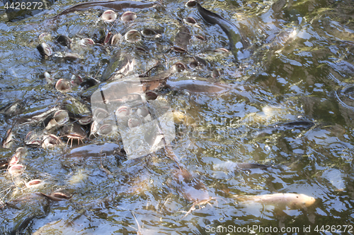 Image of Catfish in the pond