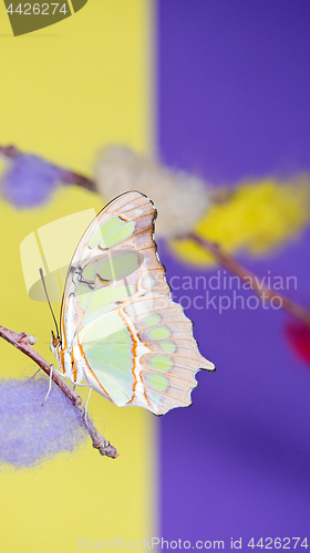 Image of Tropical butterfly