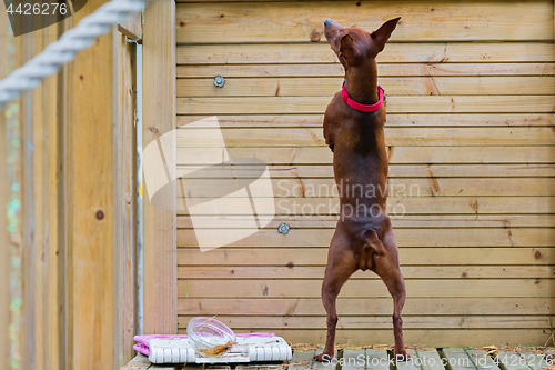 Image of Portrait of a red miniature pinscher dog