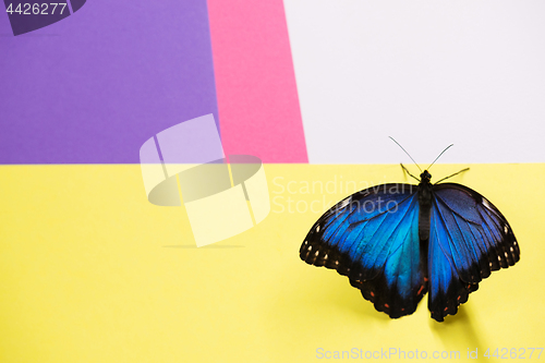 Image of Morpho butterfly