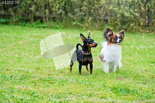 Image of Miniature pinscher and papillon purebreed dogs