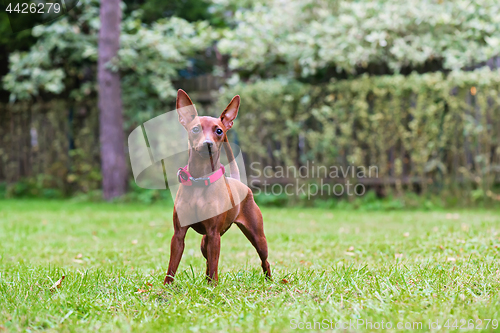 Image of Portrait of a red miniature pinscher dog