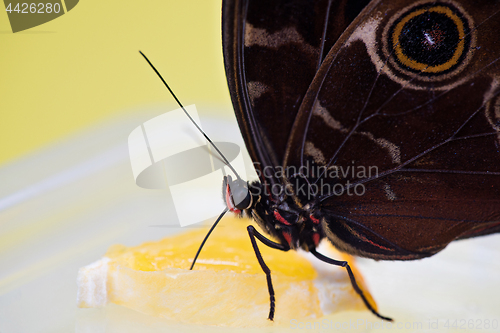 Image of Morpho butterfly eating