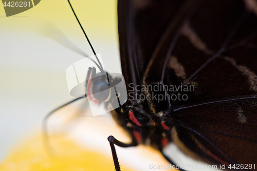 Image of Morpho butterfly eating