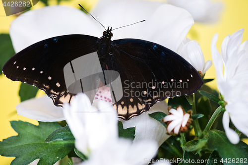 Image of Tropical butterfly