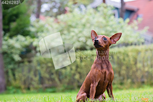 Image of Portrait of a red miniature pinscher dog