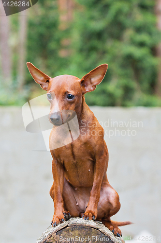 Image of Portrait of a red miniature pinscher dog