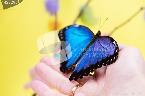 Image of Morpho butterfly