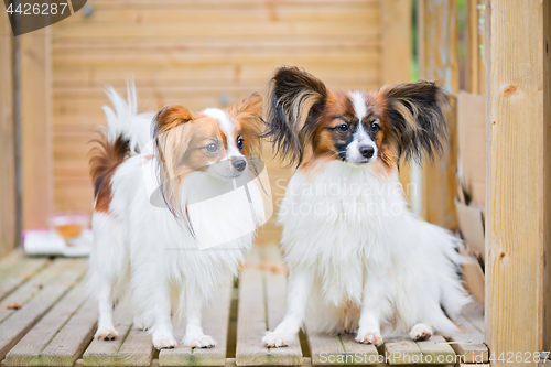 Image of Portrait of a papillon purebreed dogs