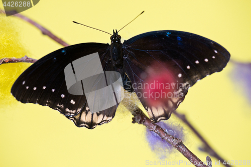 Image of Tropical butterfly