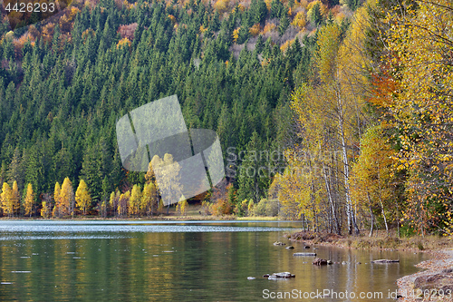 Image of Autumn with the yellow foliage in Lake Saint Ann