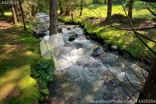 Image of The mountain river in the forest