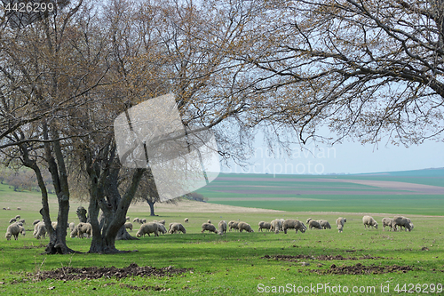 Image of Flock of sheep in spring time