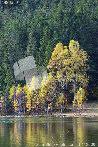 Image of Autumn with the yellow foliage in Lake Saint Ann