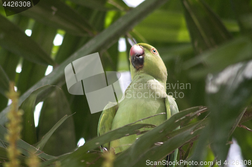 Image of Parrot