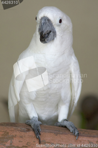 Image of Parrot