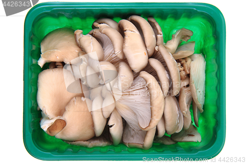 Image of oyster mushroom isolated 