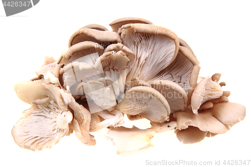 Image of oyster mushroom isolated 