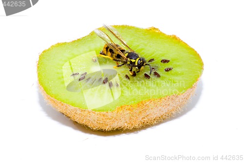 Image of Wasp on a Kiwifruit