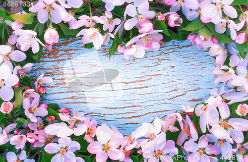 Image of  Apple Blossoms Around The Heart Shaped Blue Wooden Background