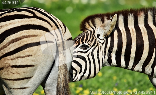 Image of Zebra close up