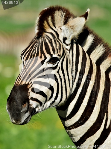Image of Zebra Portrait