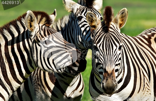Image of Group of Zebras