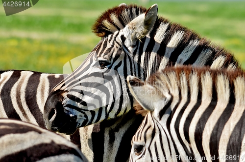 Image of Group of Zebras