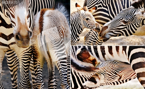 Image of Zebra Mother and Calf collage