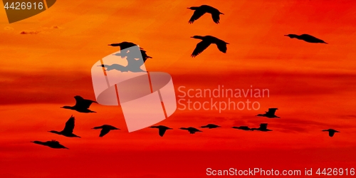 Image of Flock of Cormorants