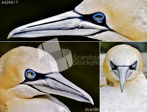 Image of a Gannet collage