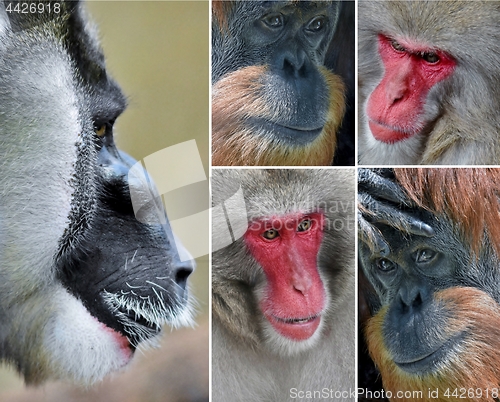 Image of Monkey faces collage