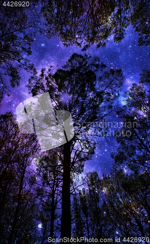 Image of Pine Forrest with Night sky