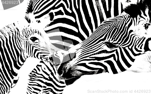 Image of Zebra Mother and Calf