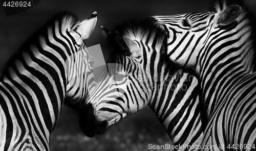 Image of Group of Zebras in black and white