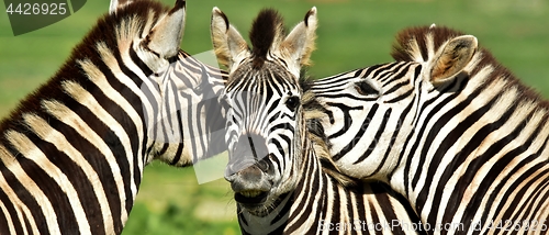 Image of Group of Zebras