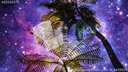 Image of Mimosa Tree and Night sky