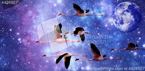 Image of Flamingos in the night sky