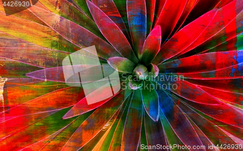 Image of Agave colorful abstract