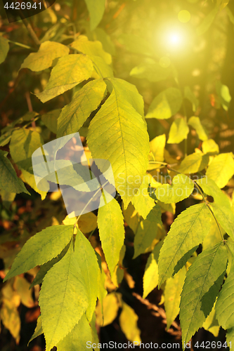 Image of Beautiful yellow autumn branch in sunlight
