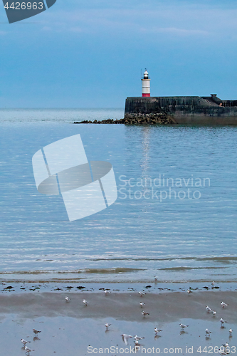 Image of Newhaven Lighthouse at Low Tide