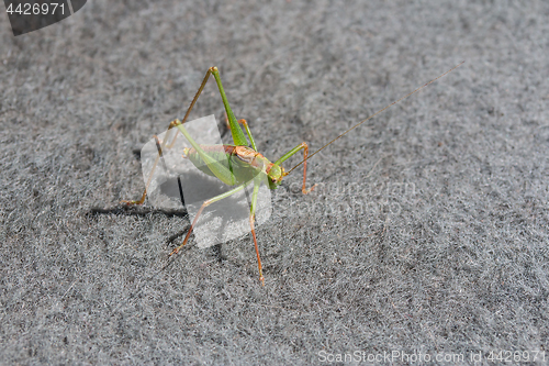 Image of Speckled Bush Cricket Male