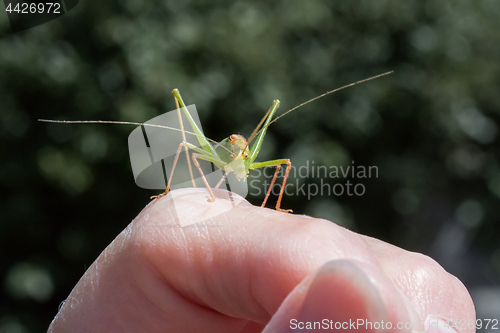 Image of Speckled Bush Cricket Male