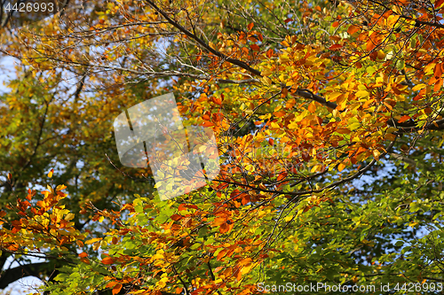 Image of Bright yellow branch of autumn tree